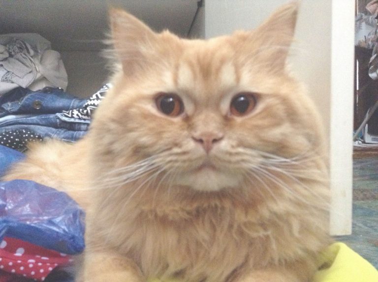 Мой любимый кот