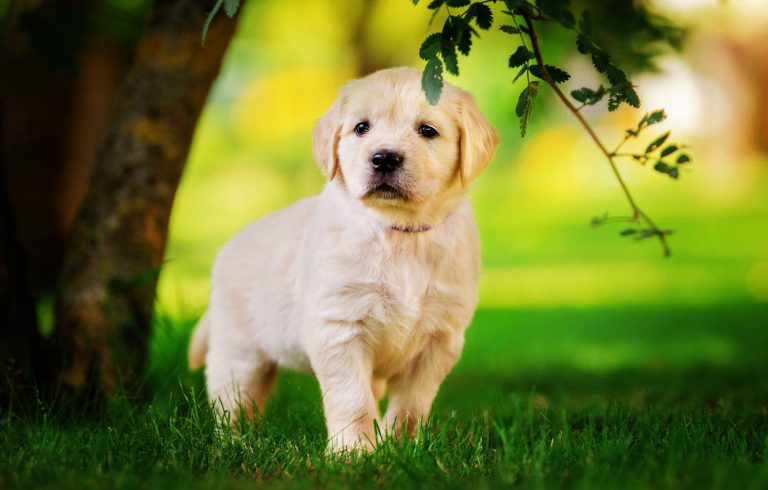 Как найти хорошего догситтера с помощью астрологии