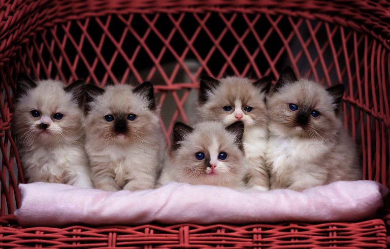 Брат и сестра