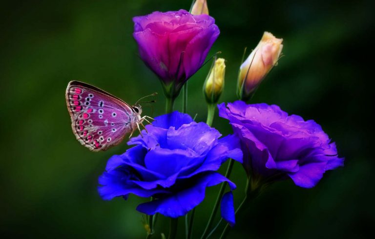 7 дом в Стрельце