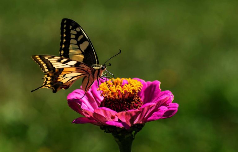 Какая ваша любимая книга? Астролог Полина